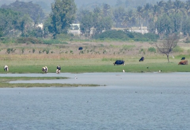 Area photo · Hoskote
